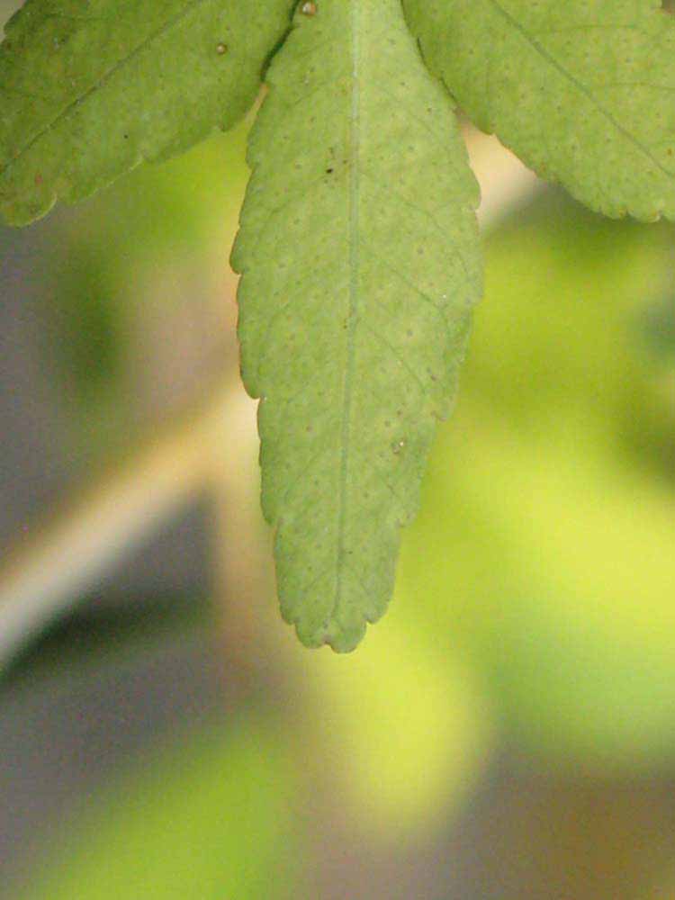              Margin (Riverside, CA)       